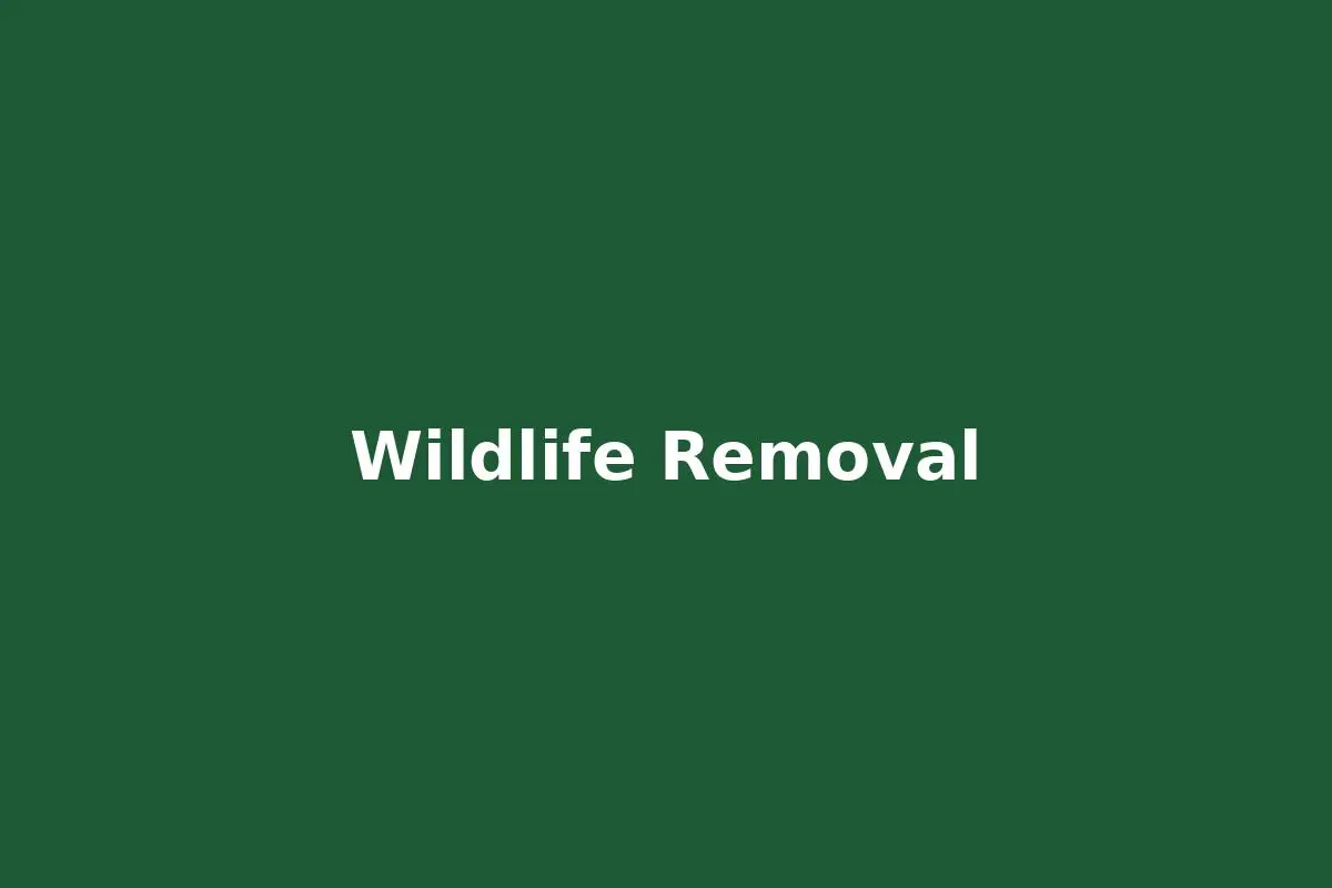 Raccoon and wildlife removal in Zachary Louisiana